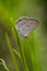 Chilades pandava, the plains Cupid, a lycaenid butterfly resting on grass straw.