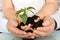 Child and adult hands holding new plant