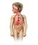 Child anatomy full respiratory system cutaway.