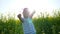 Child in backlight on meadow in grass, beautiful kid walking on field in sunshiny day, happy small guy playing on nature