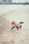 Child on beach playing picking seashells