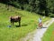 Child on a bicycle watching a cow grazing