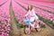 Child on bike in tulip field. Bicycle in Holland