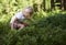 Child blond little girl picking fresh berries on blueberry field in forest.