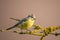 Child blue tit with yellow chest on branch with yellow lichen