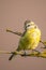 Child blue tit with yellow feathers on branch with yellow lichen