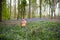 Child with bluebell flowers in spring forest