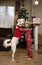 child boy in christmas red pajamas and a white dog are indulging, hugging at home in front of the christmas tree