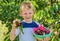 Child boy harvesting sweet cherries from the tree