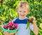 Child boy harvesting sweet cherries from the tree