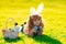 Child boy laying on grass hunting easter eggs. Cute kid in rabbit costume with bunny ears having easter in park