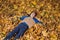 Child boy lies in fallen autumn leaves with the book on his chest. Boy resting in fall forest