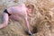 Child boy playing on sea sand beach digging shovel deep hole and throwing sand.