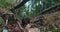 Child boy walk on drought river with domestic dog in the forest