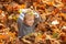 Child boy walking in the autumn park. Fall leaves children concept.