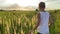 Child boy walks in meadow and touches by his hand of ears of grass and inflorescence of wild herbs at sunset