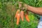 A child with a bunch of beets in the garden. Selective focus