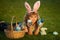 Child bunny boy with rabbit bunny ears. Child boy with easter eggs and basket on grass. Child boy hunting easter eggs