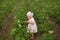 A child among the bushes of flowering potatoes examines the healthy leaves of the tops.