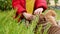 Child Caress his Shar Pei Puppies in the Garden