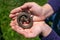 The child caught a reptile. The danger of being bitten by a snake.