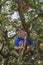 child climbing apple tree