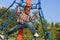 Child Climbing Ropes