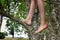 Child climbing tree