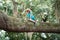 Child climbing a tree sitting on branch. Cute little boy enjoying climb on tree.