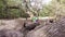 The child climbs a large tree growing in the forest