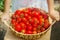 the child collects a crop of tomatoes. Selective focus