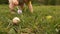 A child collects Easter eggs in the grass. Close-up, pens and legs. Happy easter family