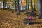 Child counting the steps as she climbing uphill in the forest in autumn