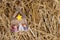 Child craft manger in the Hay