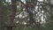 Child crosses the rope bridge in the adventure park