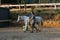 Child with disabilities riding a horse while having equine therapy in an equestrian center.