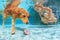 Child with dog dive underwater in swimming pool