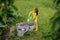 Child draws water into toy plastic watering can from basin to water plants and young vegetables growing in vegetable garden.