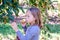 Child eating apple in orchard and picking more