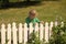 Child is entertained in the clearing. Child small cute boy standing near white fence