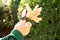 Child Examines The Leaf With Magnifying Glass