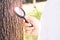 Child Examines The Tree With Magnifying Glass