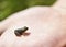 Child exploring nature with a small frog