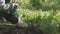 A child farmer hands pours water from watering can