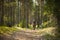a child with a father collects mushrooms in a pine forest, selective focus