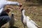 Child feeding Australian sulphur-crested cockatoos in the park