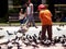 Child feeding pigeons