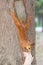 Child feeding red squirrel