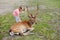 Child feeding wild deer at petting zoo. Kids feed animals at outdoor safari park. Kid and pet animal.