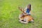 Child feeding wild deer at petting zoo. Kids feed animals at outdoor safari park. Kid and pet animal.